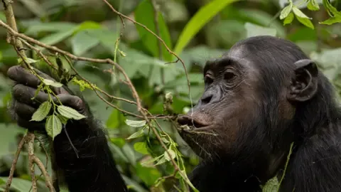 Wild Chimps Ingesting the Equivalent of a Beer Daily from Fermented Fruit, Investigation Finds